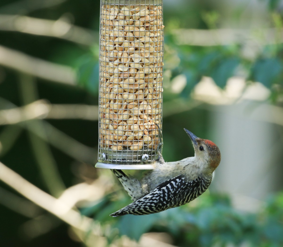 Red-bellied Woodpecker - ML638466955