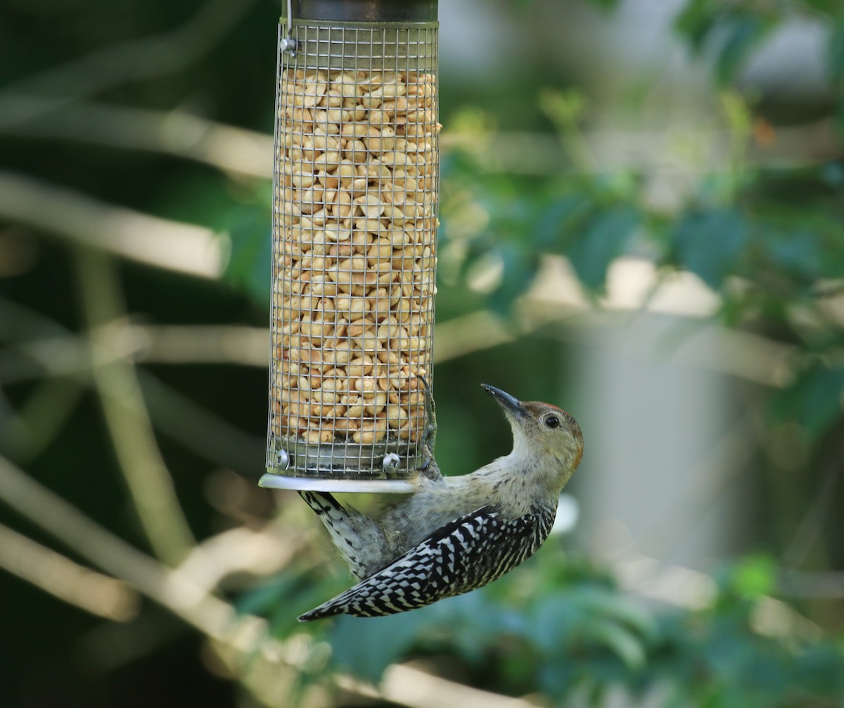 Red-bellied Woodpecker - ML638466956