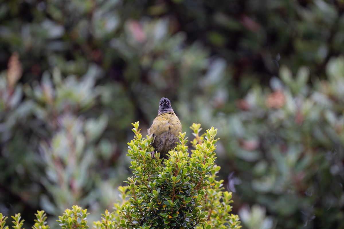 Large-footed Finch - ML638466969