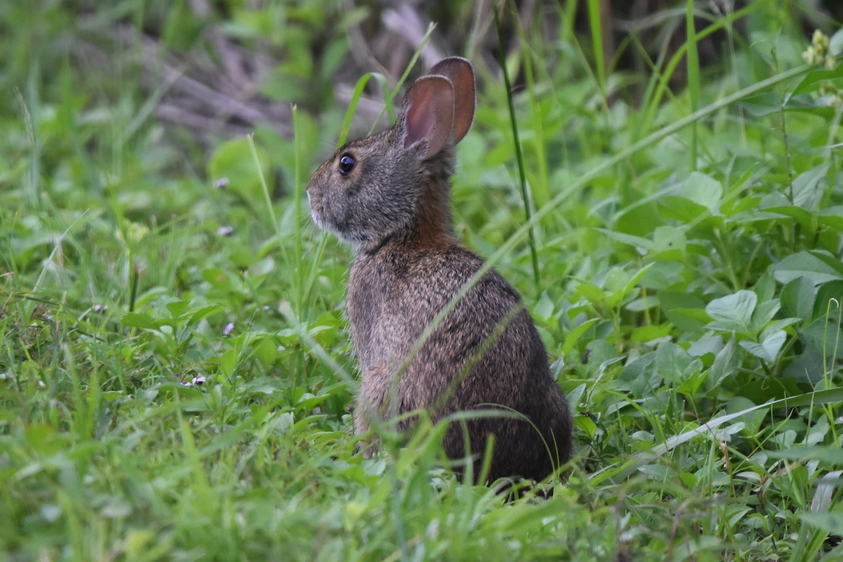 Marsh Rabbit - ML638466970