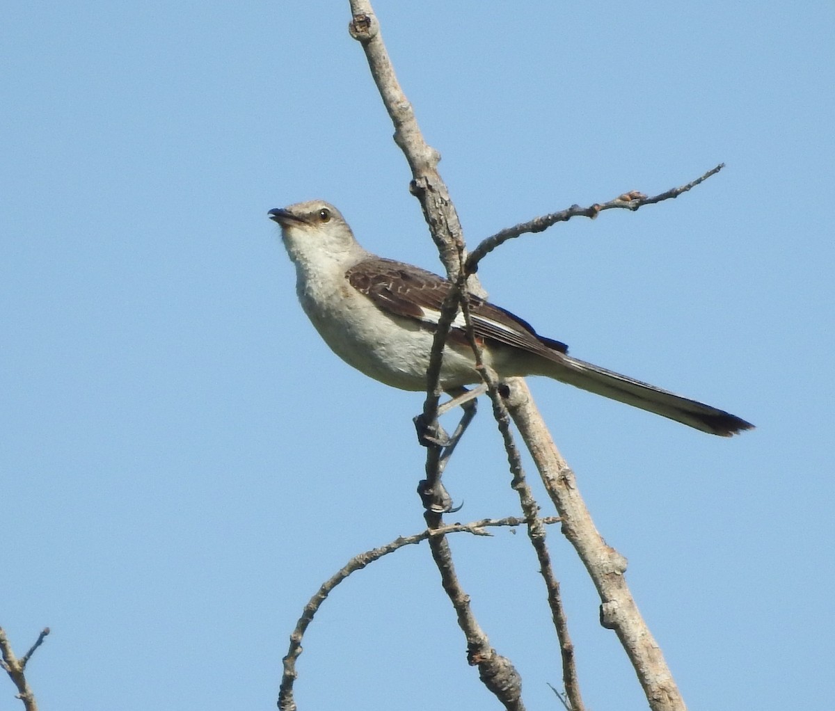 Northern Mockingbird - ML638466972