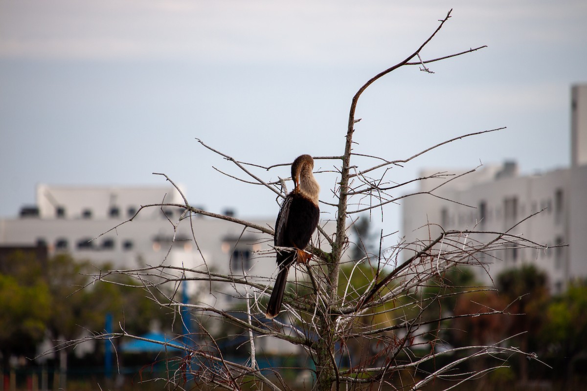 נחשון אמריקני - ML638466994
