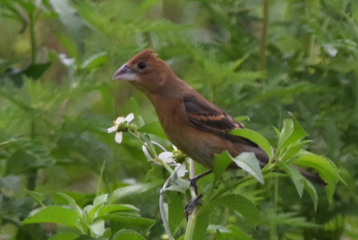 Blue Grosbeak - ML638466996