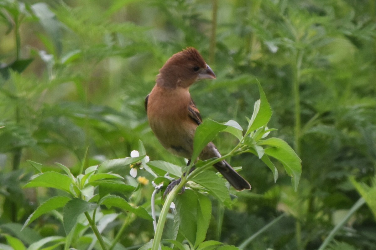 Blue Grosbeak - ML638466997