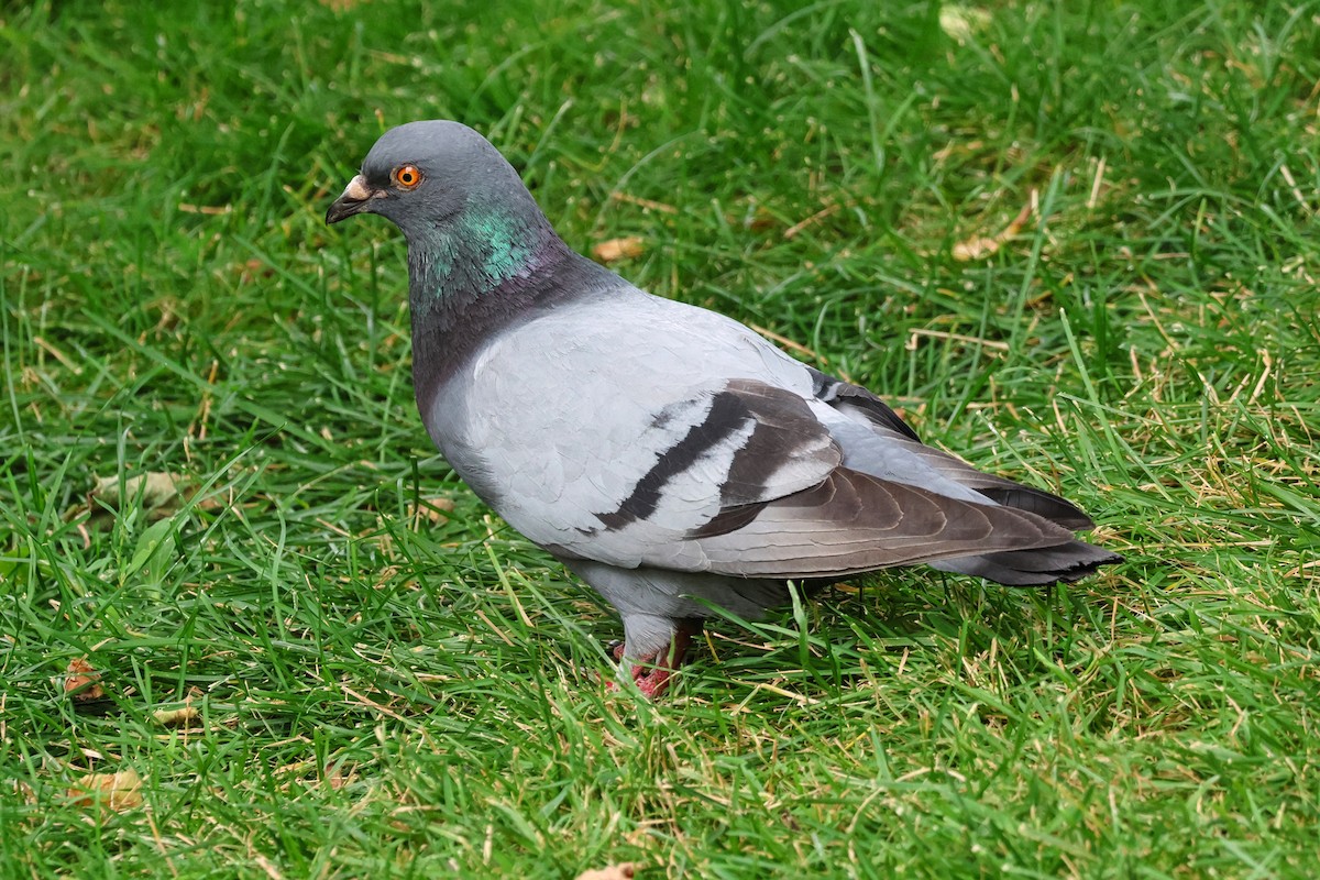 Kaya Güvercini (şehir güvercini) - ML638467120