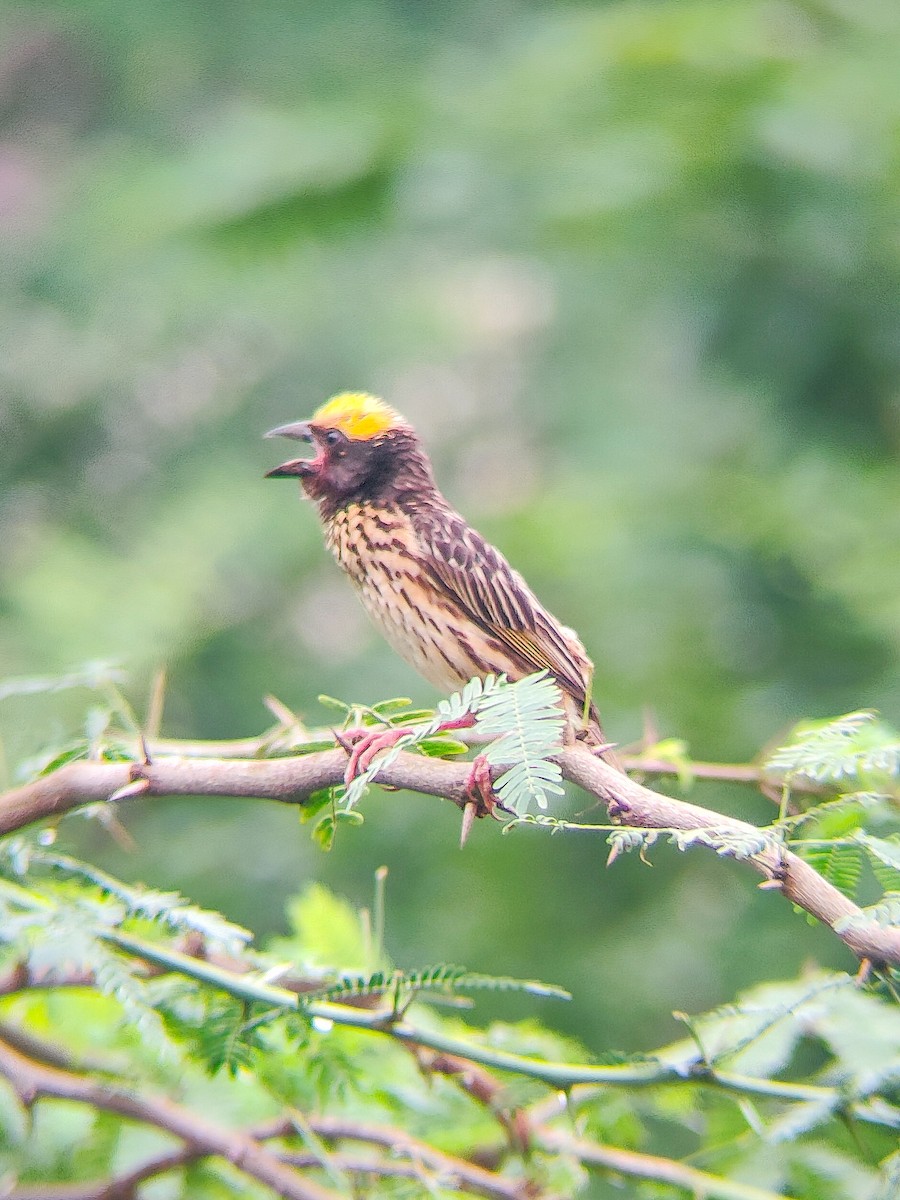 Streaked Weaver - ML638467129
