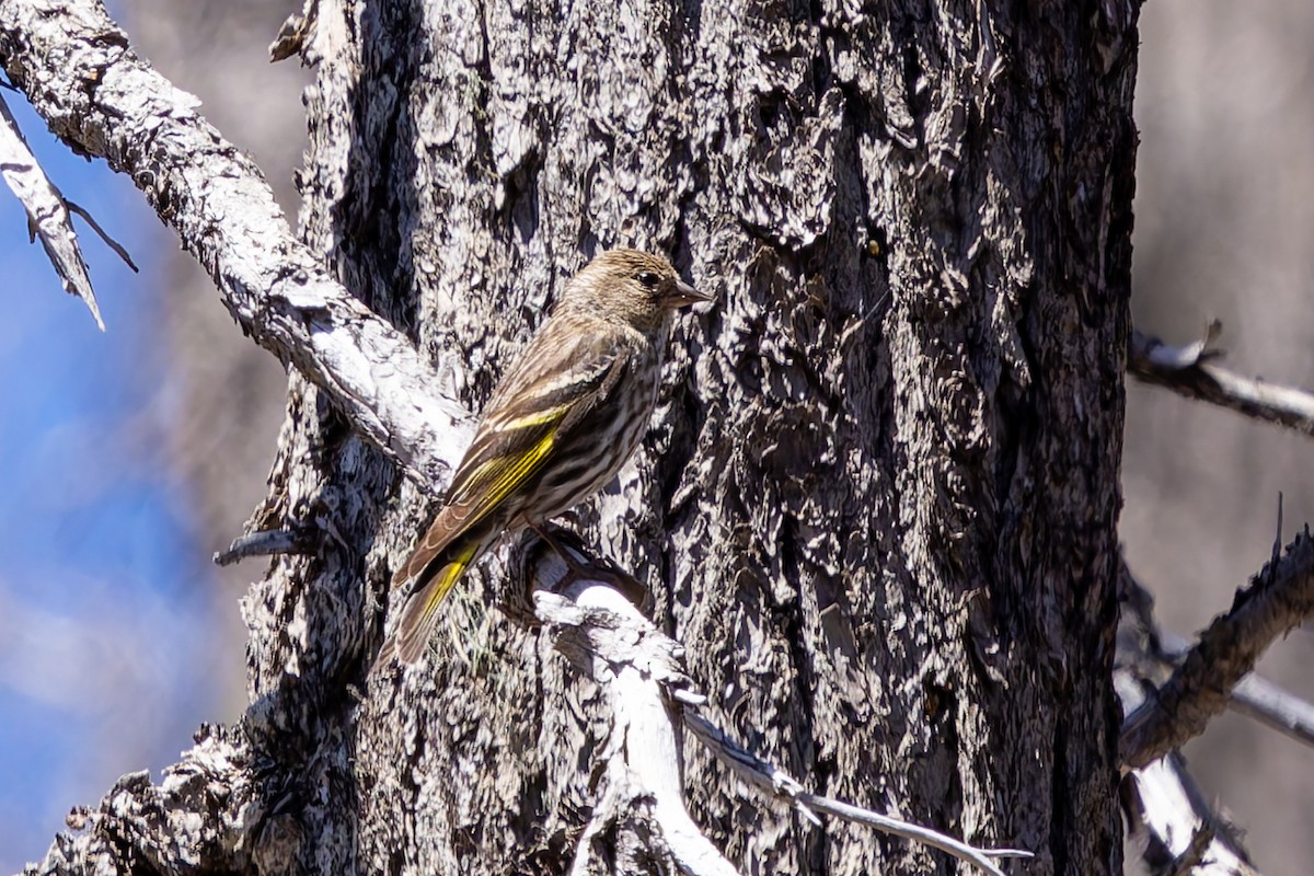 Pine Siskin - ML638467130