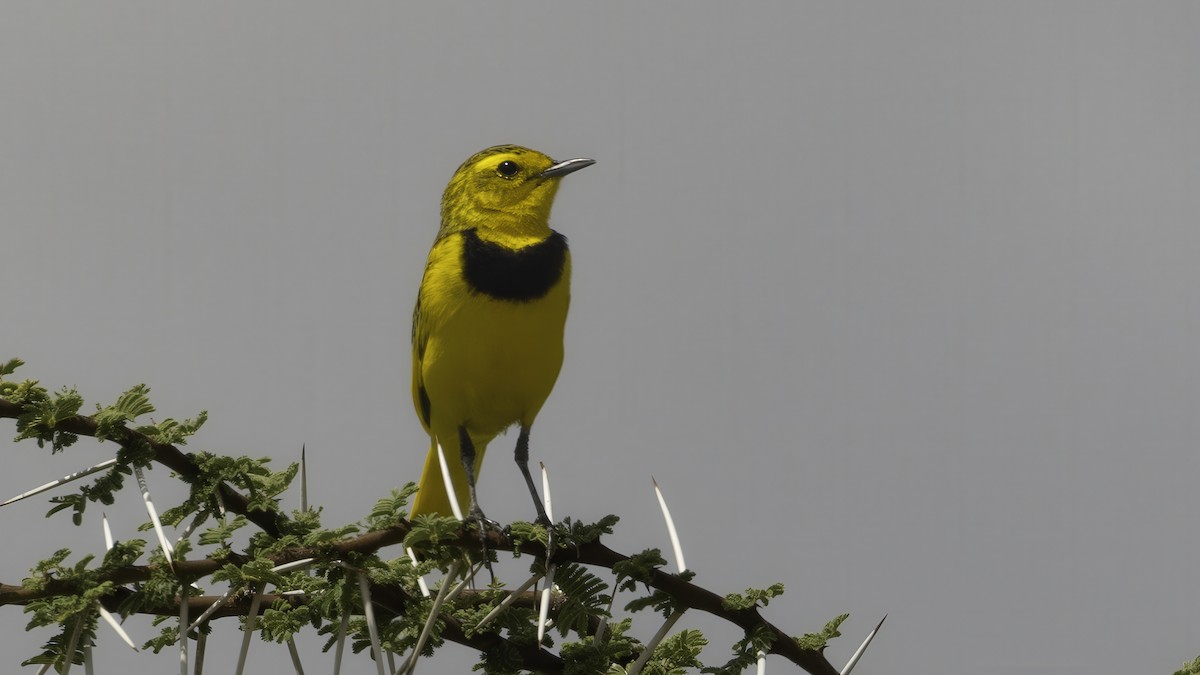 Pipit doré - ML638467136