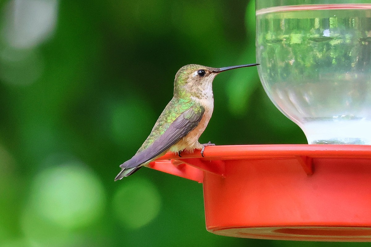 Kızıl Sırtlı Kolibri - ML638467152