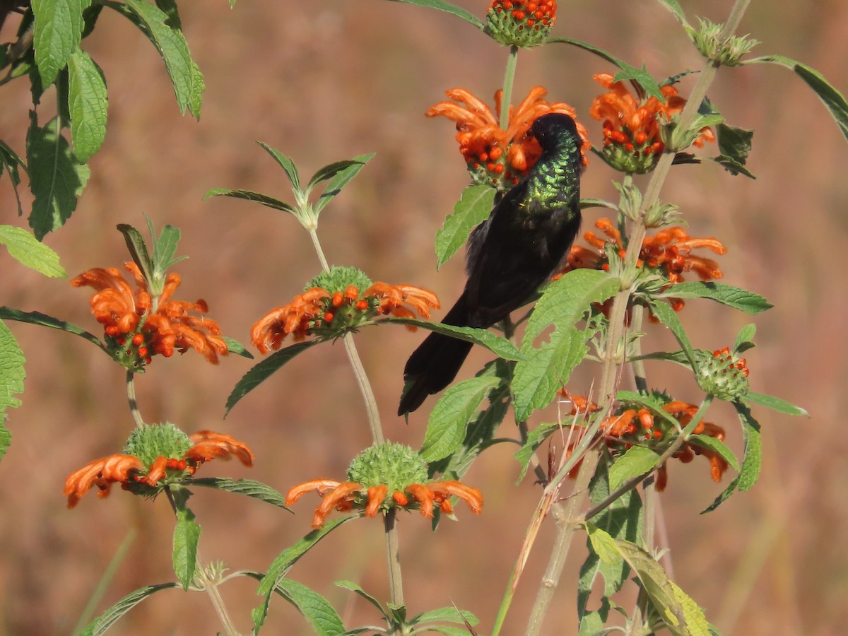 Bronze Sunbird - ML638467153
