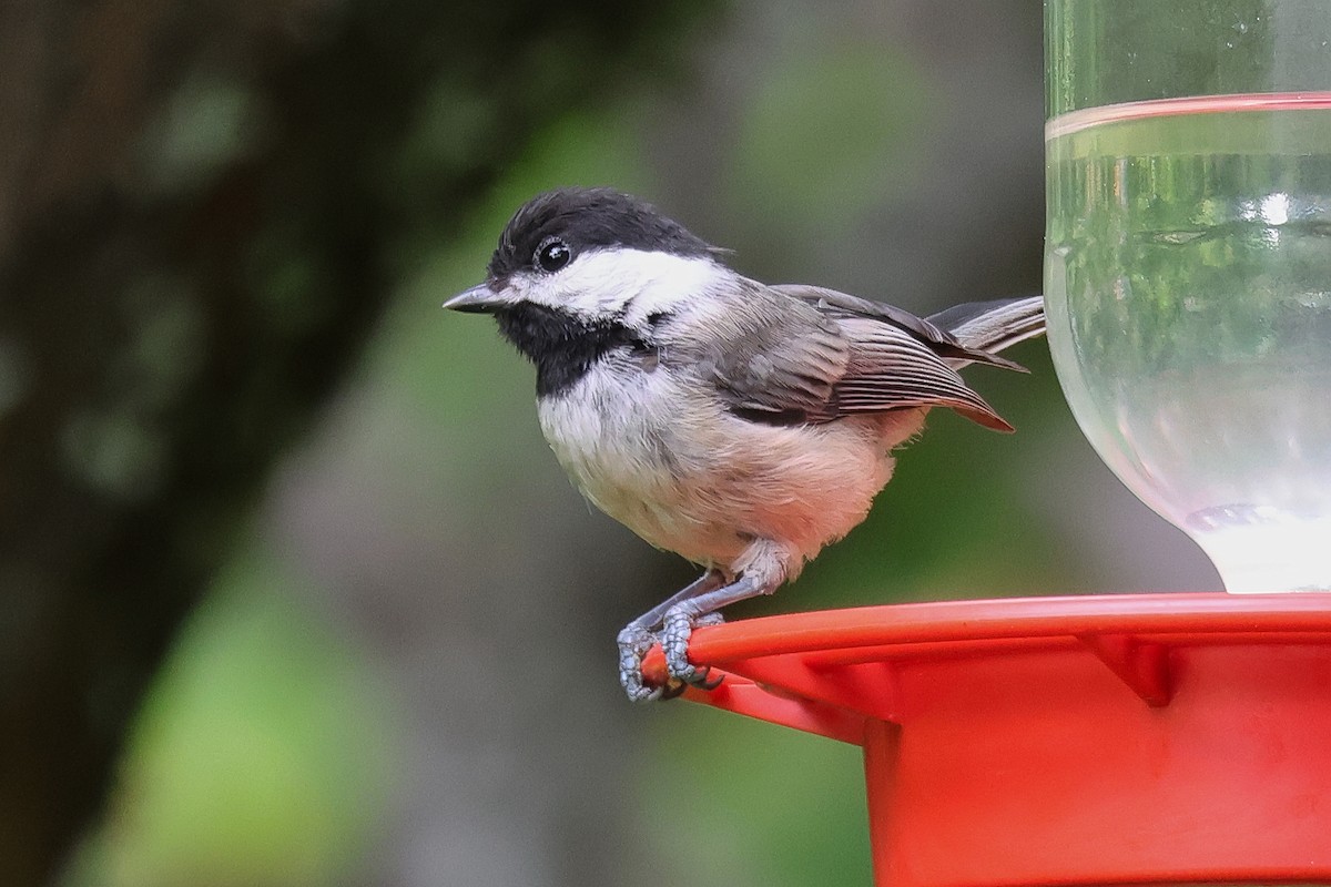 Black-capped Chickadee - ML638467156
