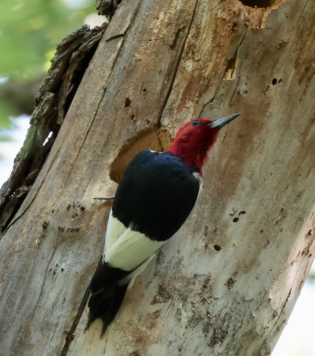 Red-headed Woodpecker - ML638467168