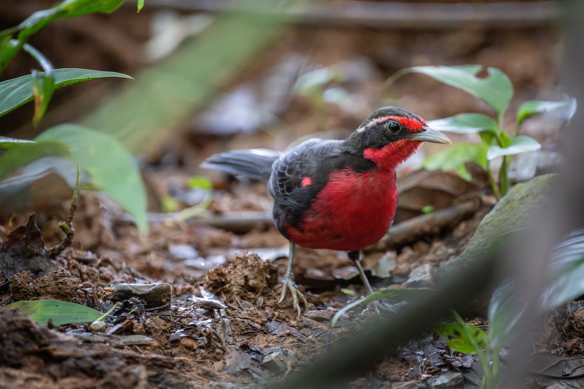 Rosy Thrush-Tanager - ML638467169