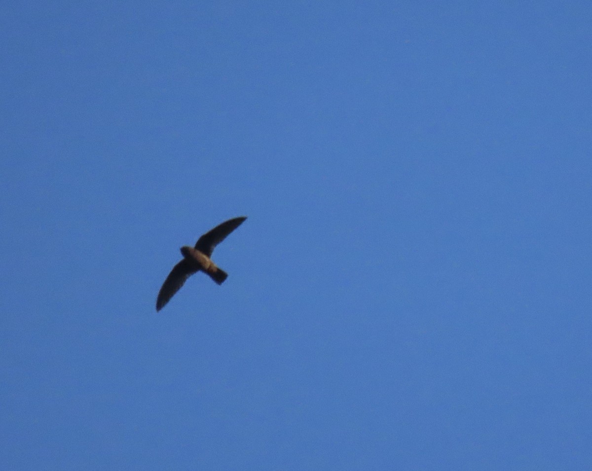 Chestnut-collared Swift - ML638467170