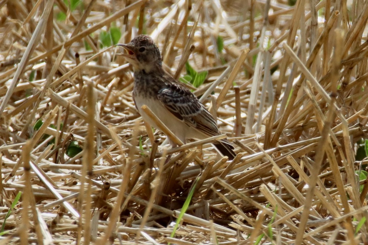 Horned Lark - ML638467184