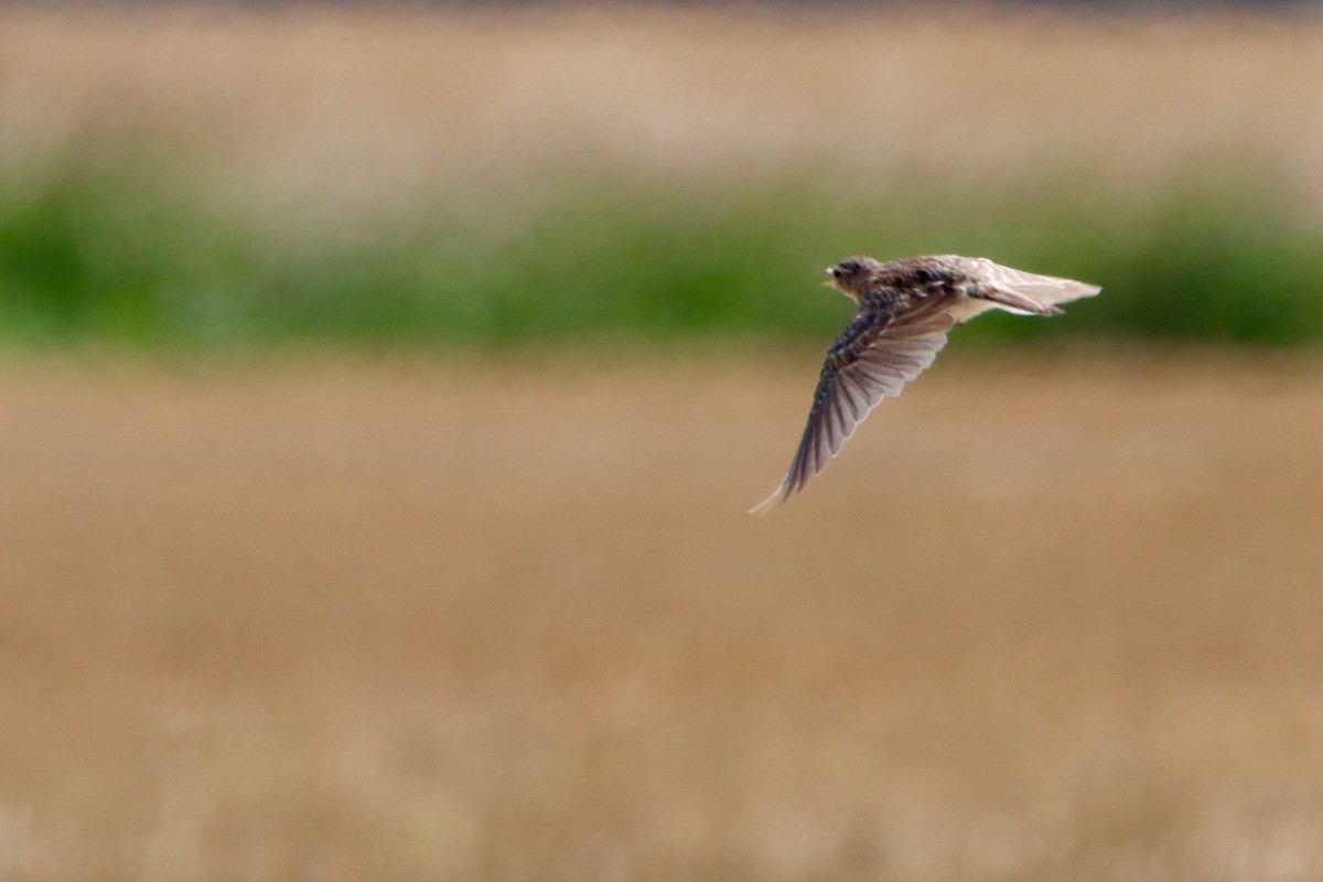 Horned Lark - ML638467185