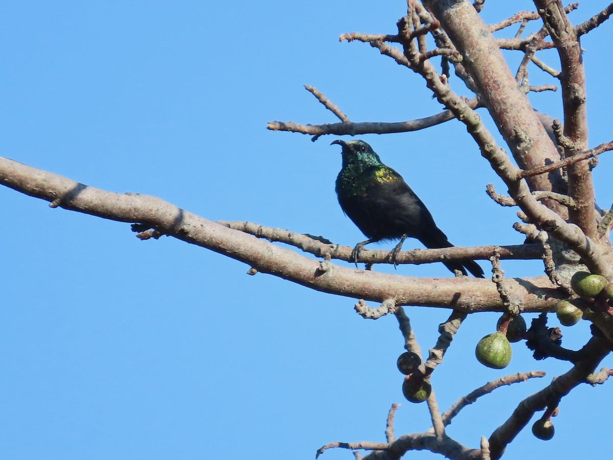 Bronze Sunbird - ML638467224