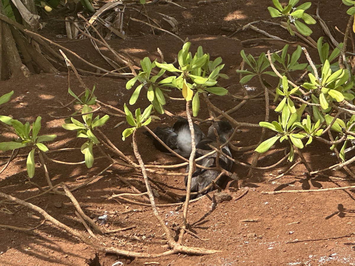 Wedge-tailed Shearwater - ML638467258