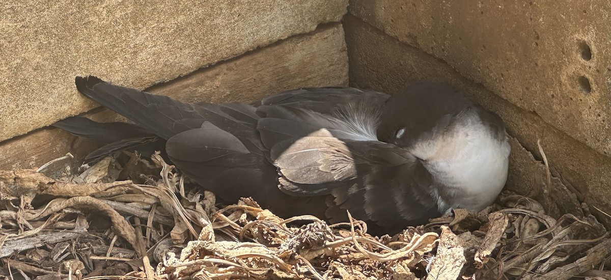 Wedge-tailed Shearwater - ML638467259