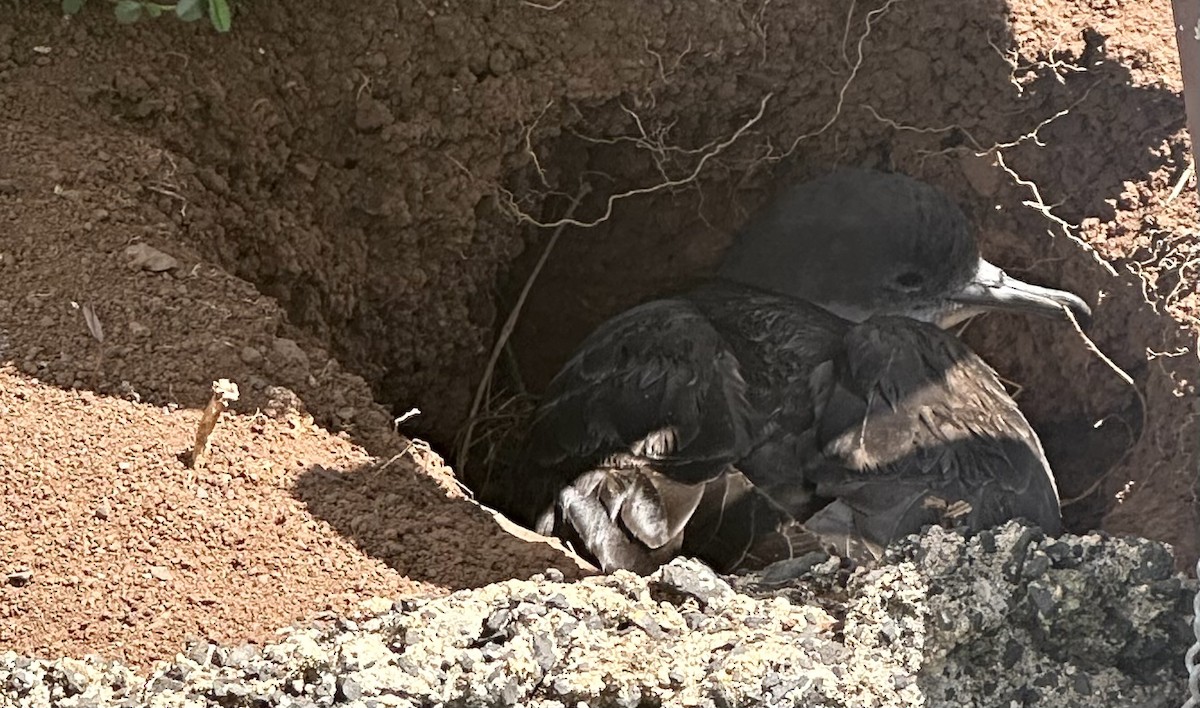 Wedge-tailed Shearwater - ML638467260