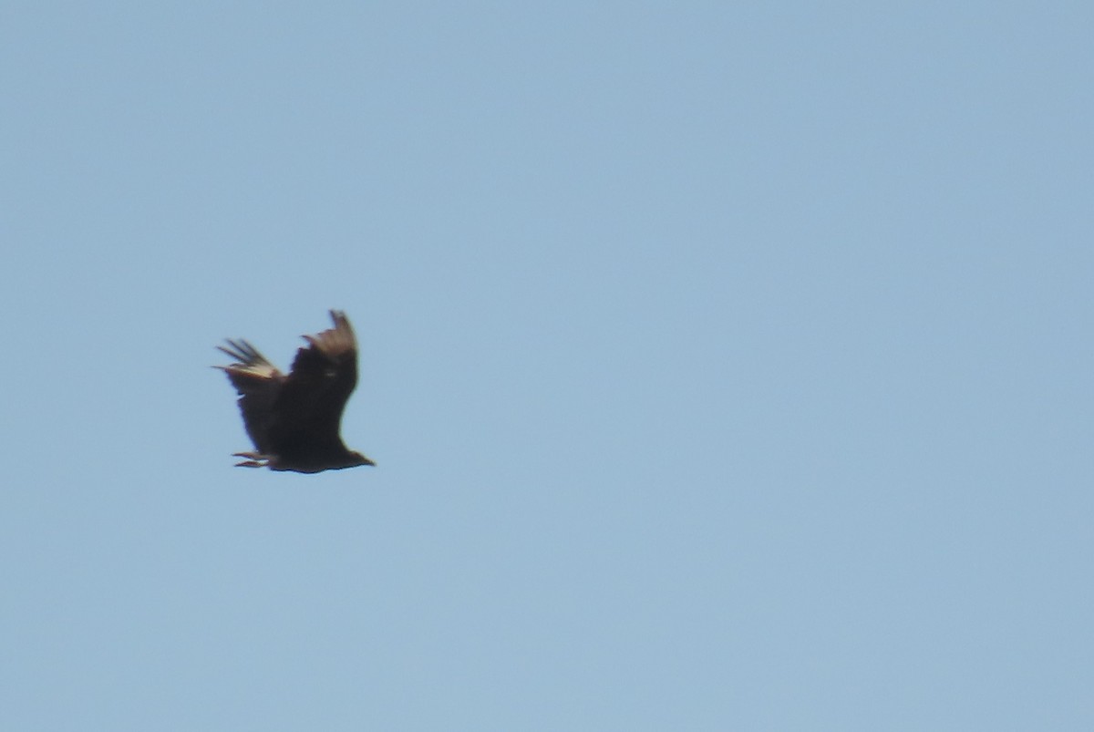 Black Vulture - ML638467267