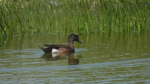 American Wigeon - ML638467326