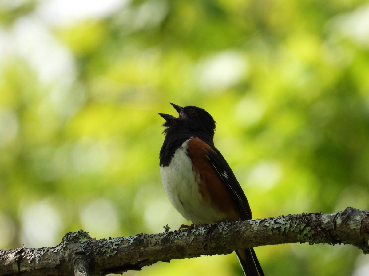Eastern Towhee - ML638467366
