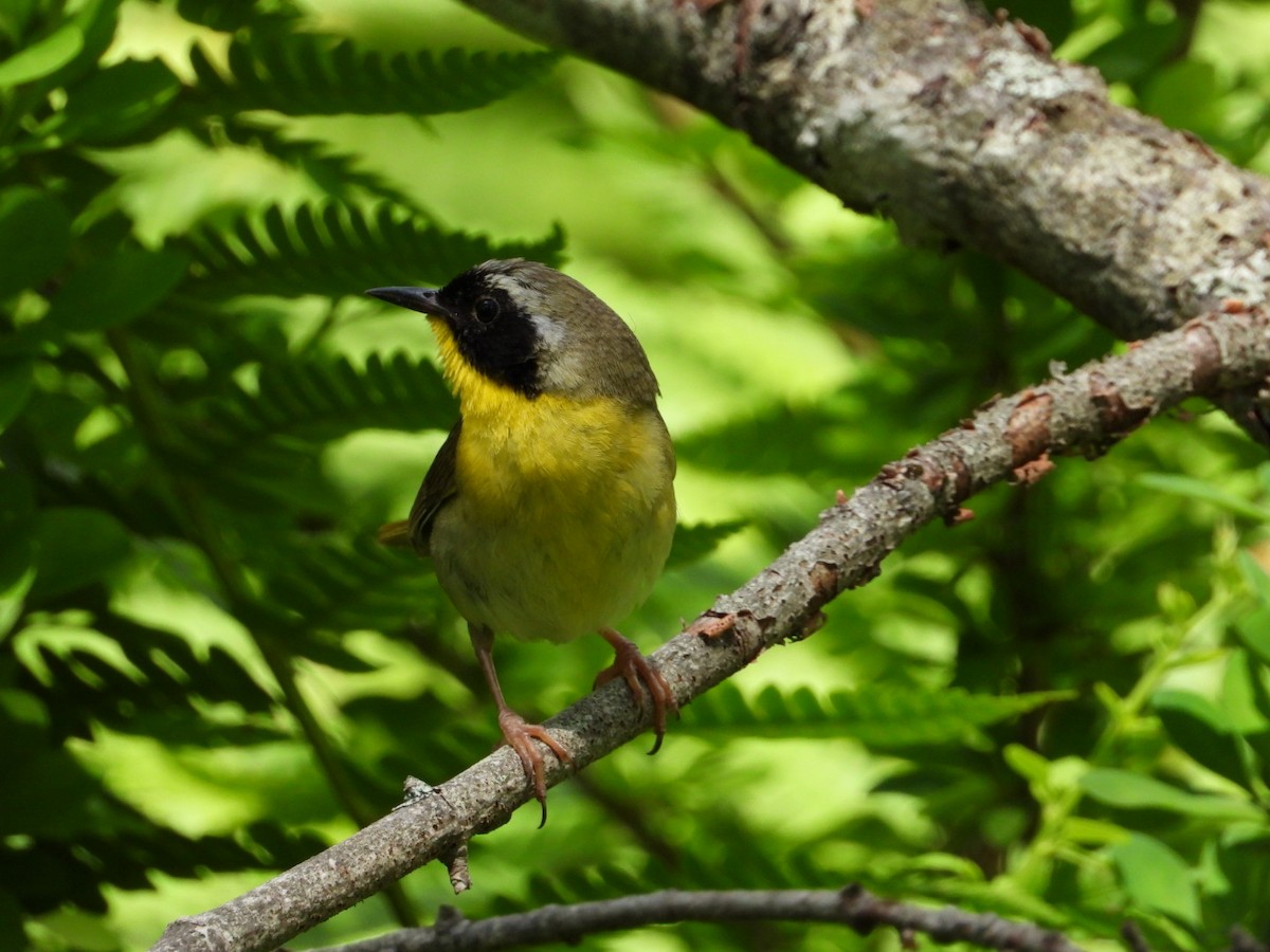 Common Yellowthroat - ML638467370