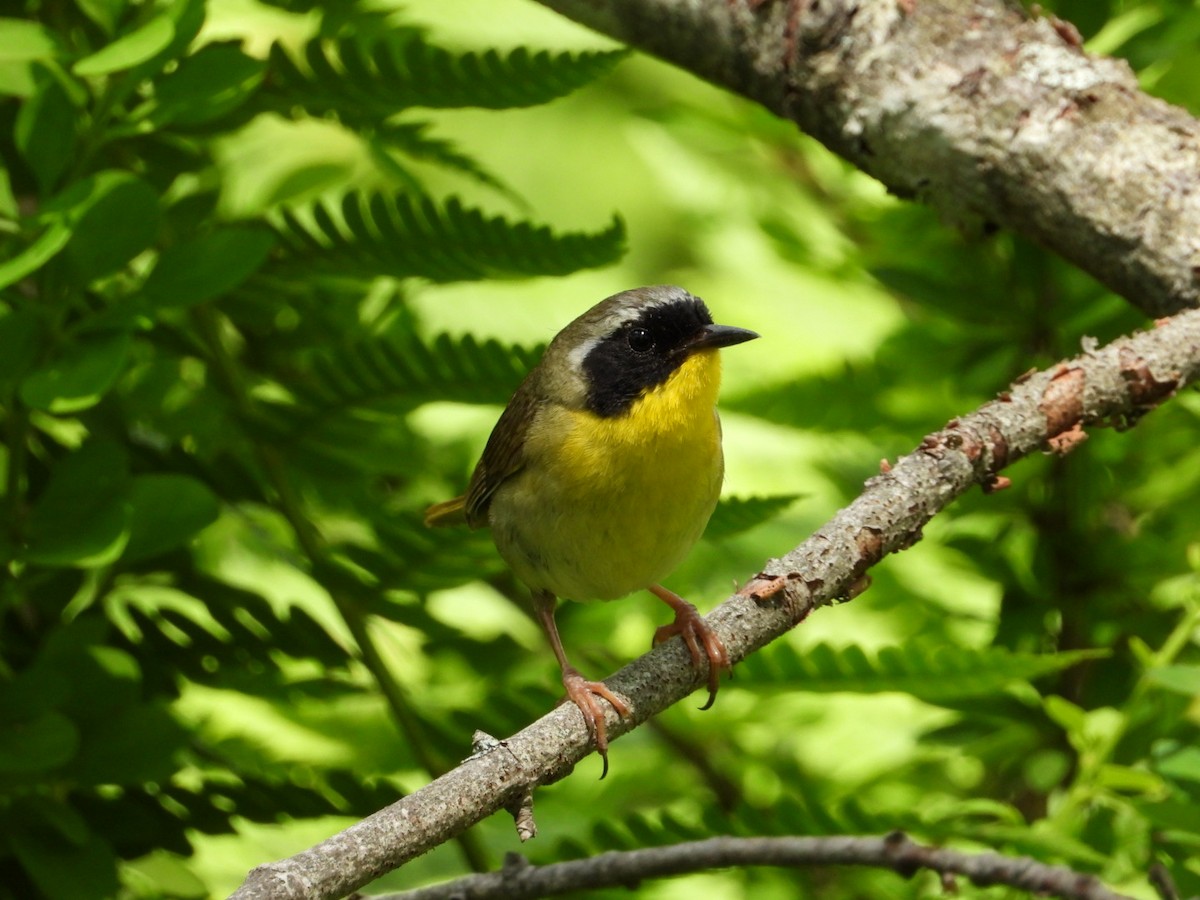 Common Yellowthroat - ML638467371