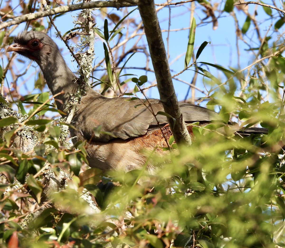 Chaco Chachalaca - ML638467385