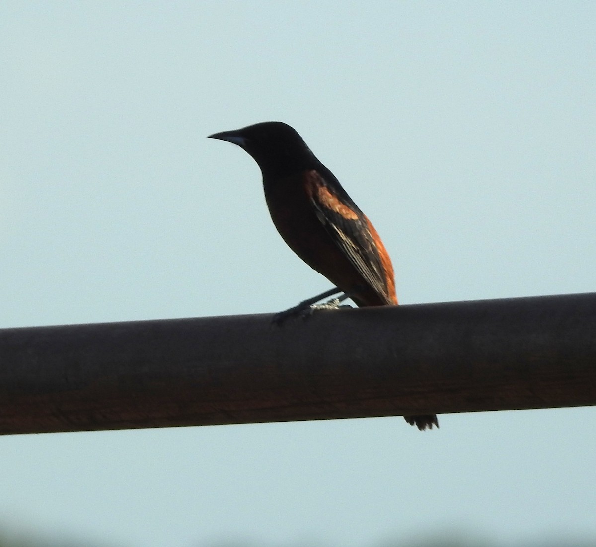 Orchard Oriole - ML638467393