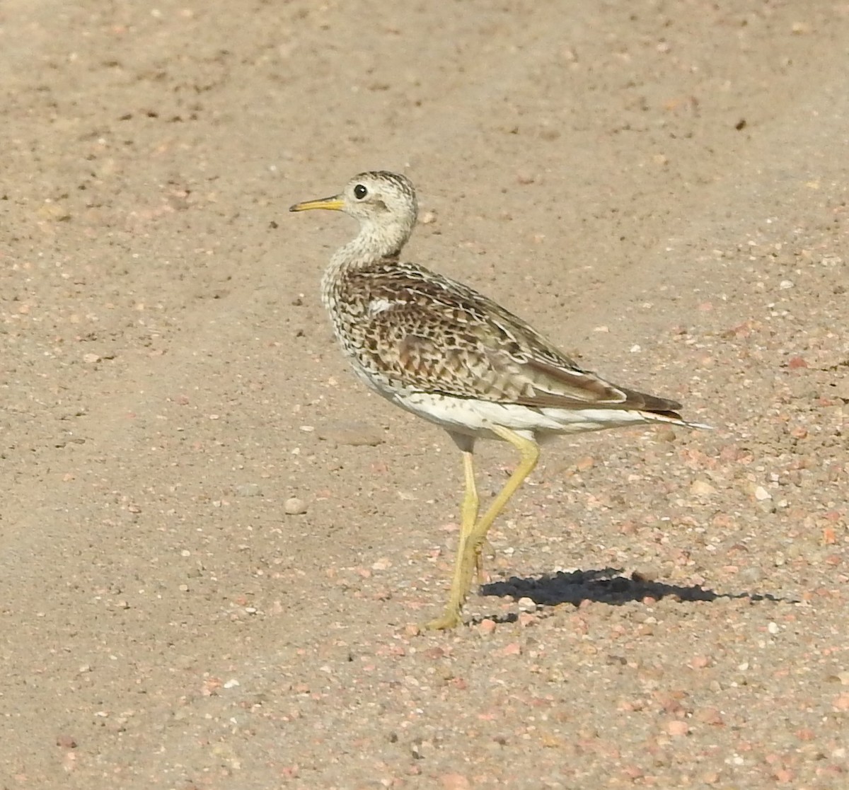 Upland Sandpiper - ML638467401
