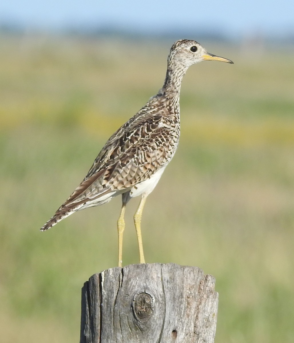 Upland Sandpiper - ML638467402