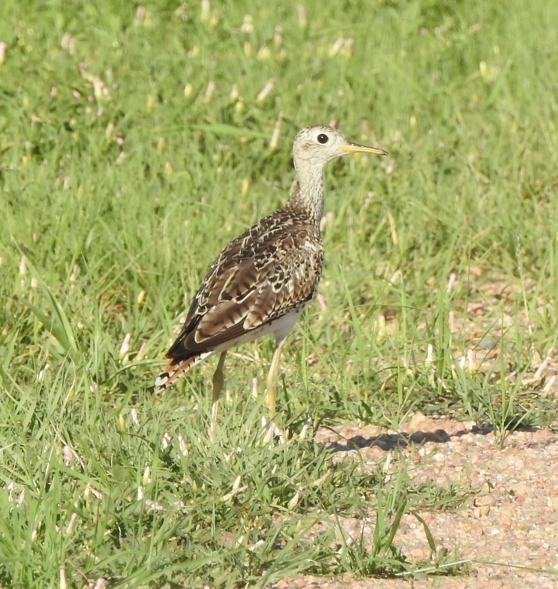 Upland Sandpiper - ML638467403