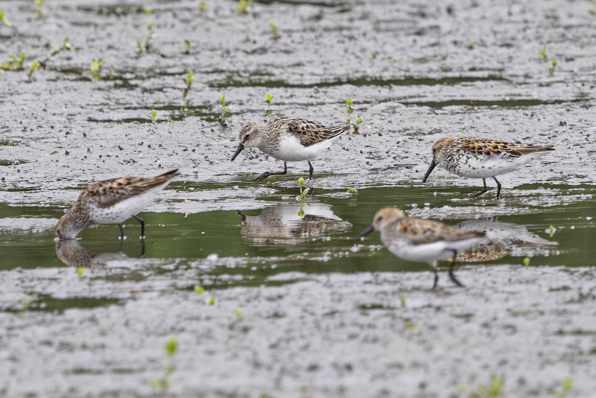 Semipalmated Sandpiper - ML638467418