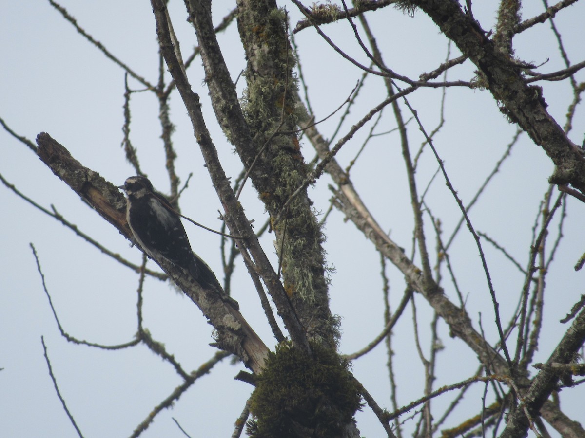 Downy Woodpecker - ML638467419