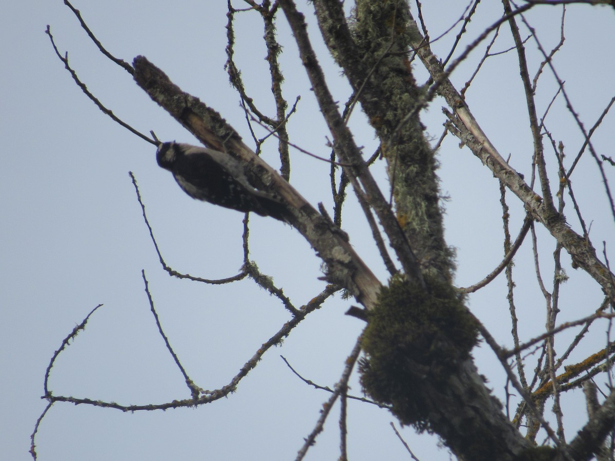 Downy Woodpecker - ML638467434