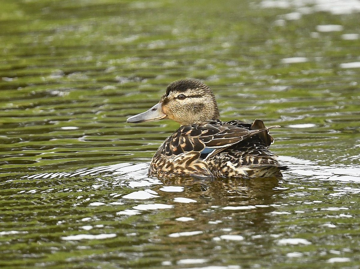 Green-winged Teal - ML638467436