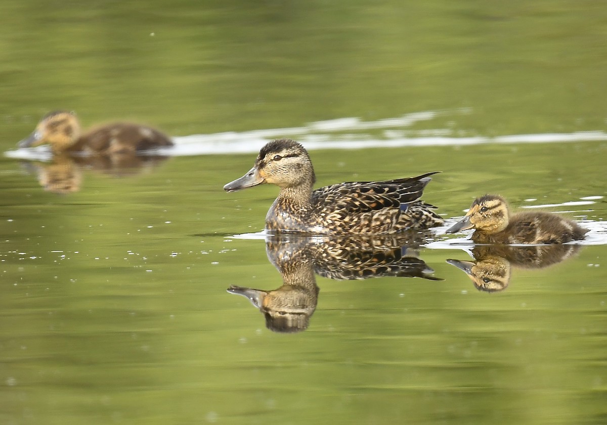 Green-winged Teal - ML638467437