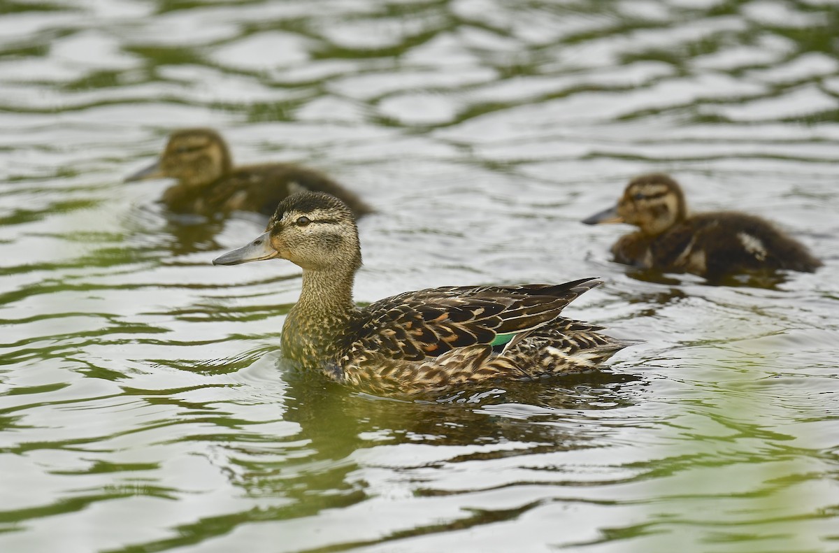 Green-winged Teal - ML638467439