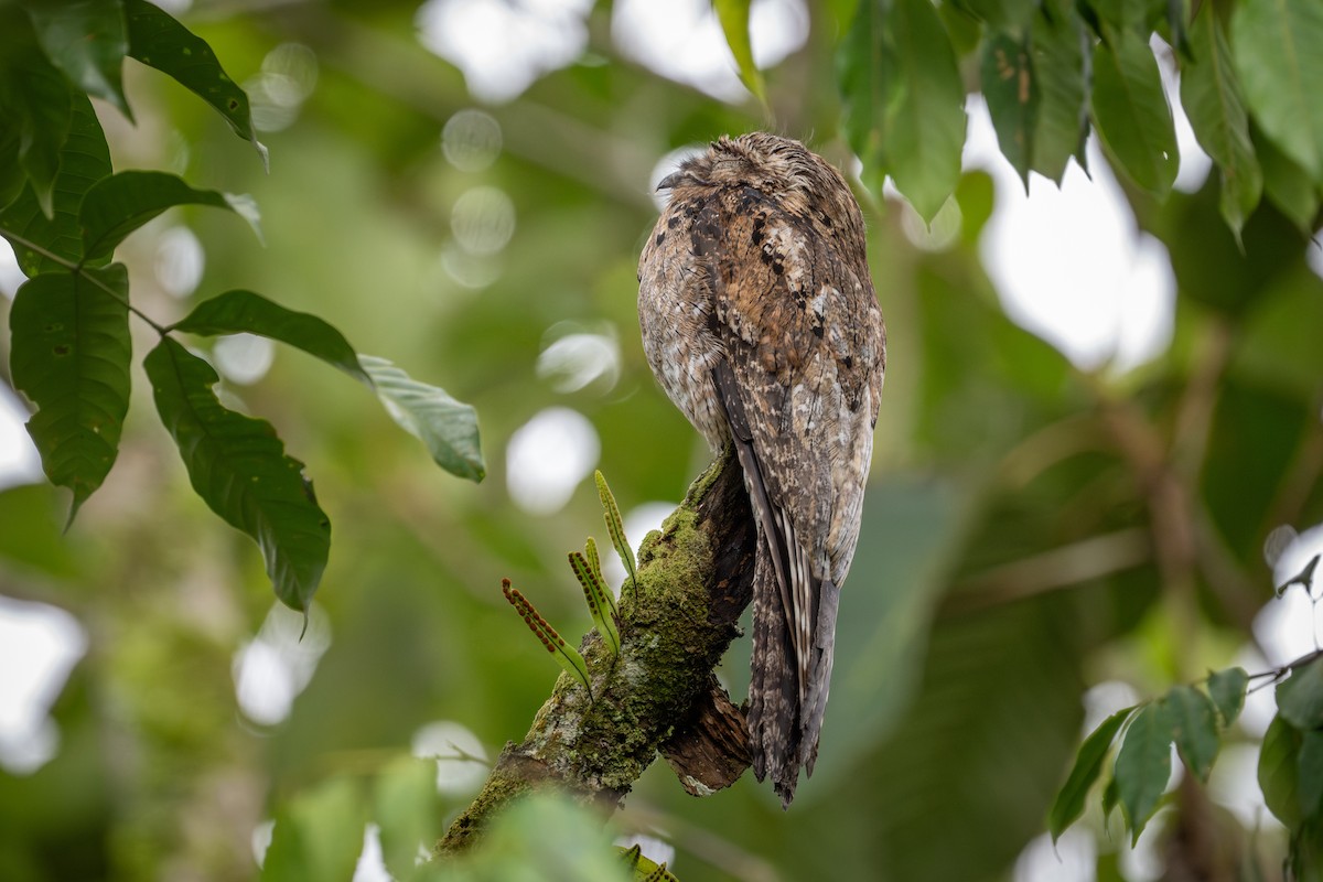 Common Potoo - ML638467448