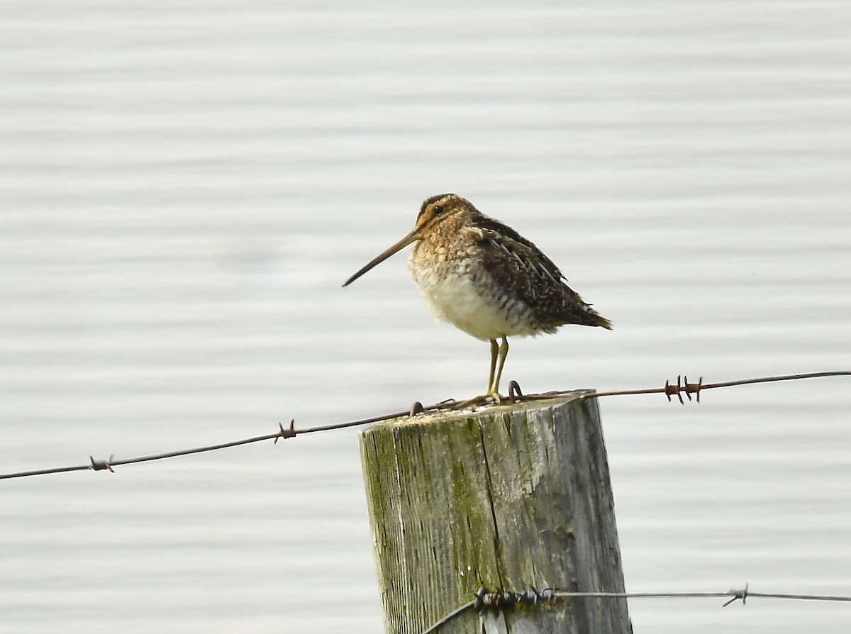 Wilson's Snipe - ML638467457