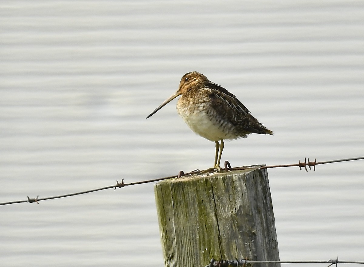 Wilson's Snipe - ML638467458