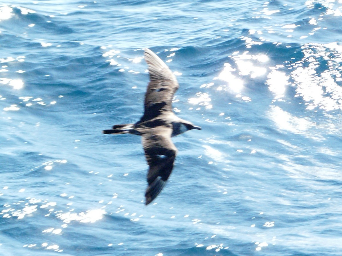 Pomarine Jaeger - ML638467461