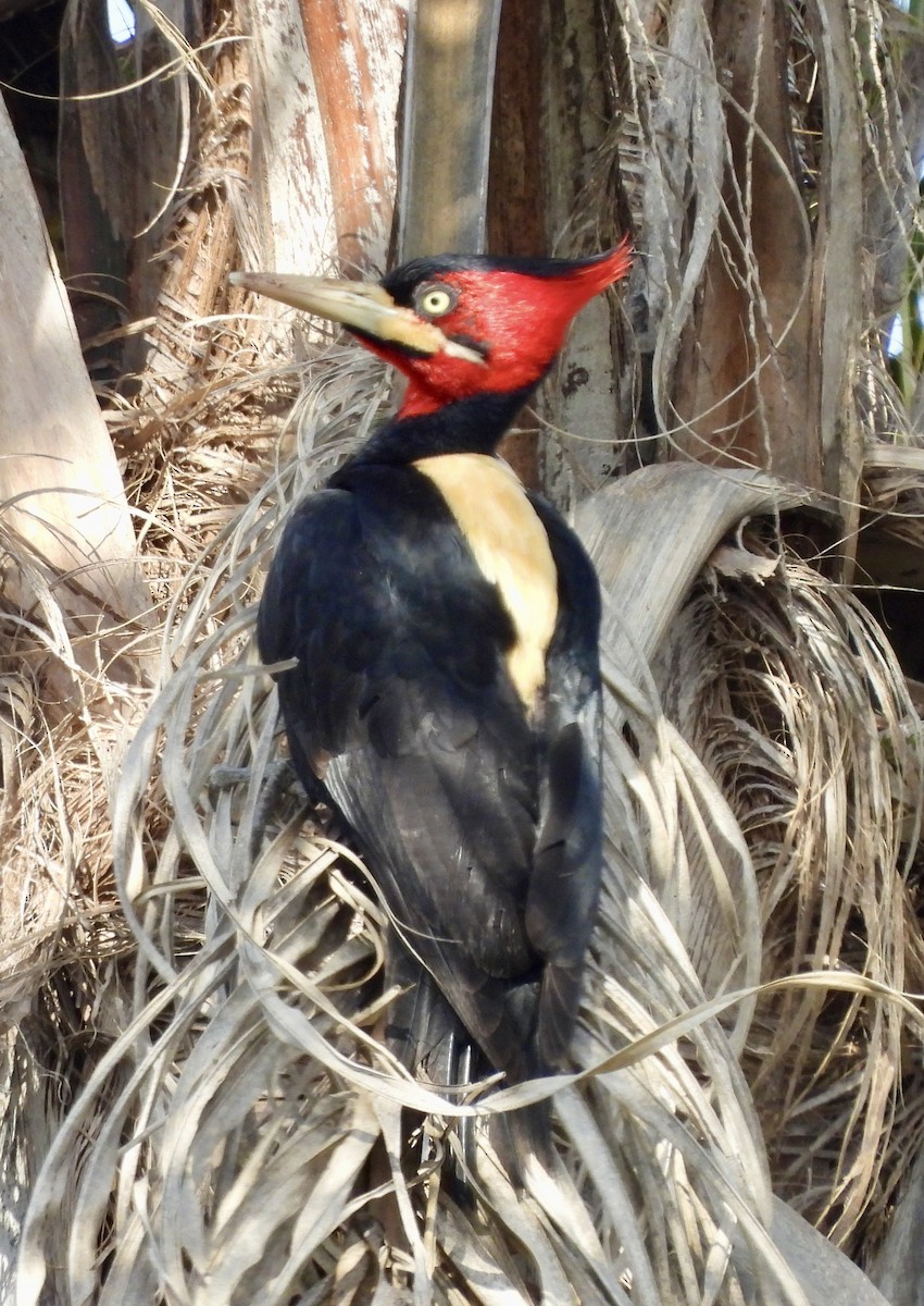 Cream-backed Woodpecker - ML638467499
