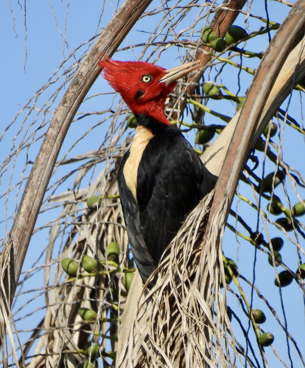 Cream-backed Woodpecker - ML638467500