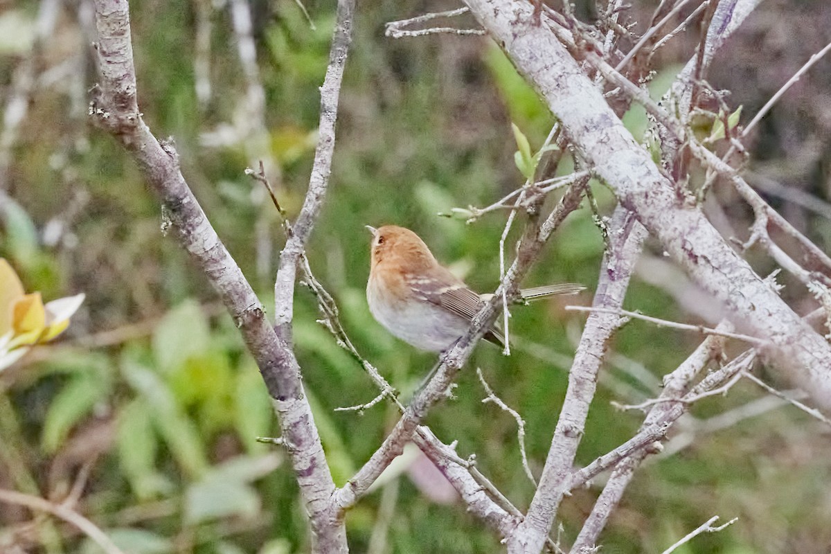 Kauai Elepaio - ML638467533