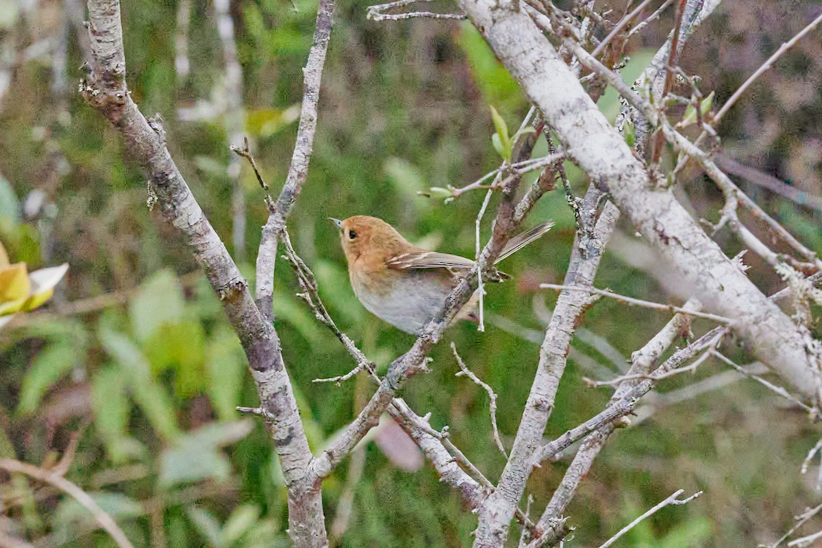 Kauai Elepaio - ML638467536