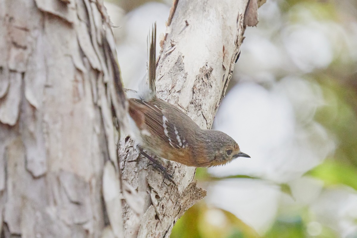 Kauai Elepaio - ML638467537