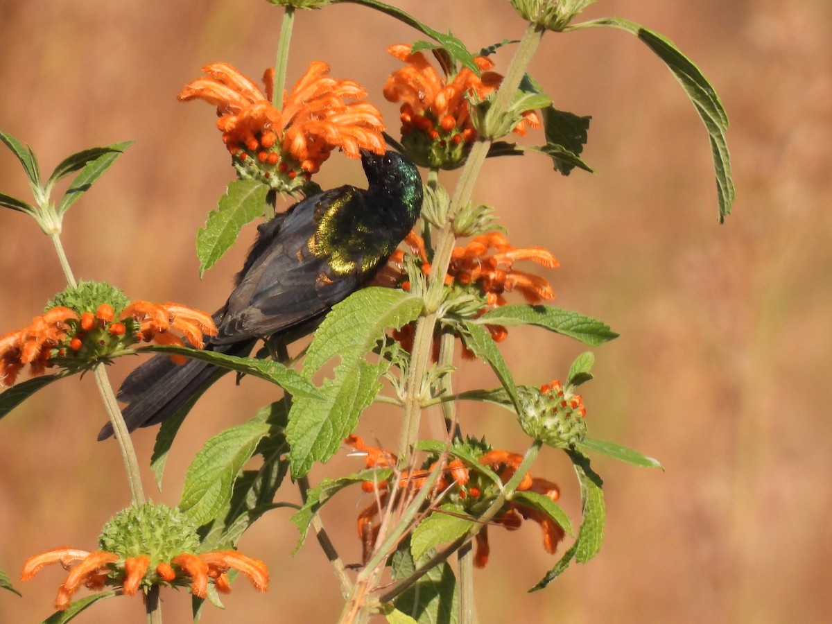 Bronze Sunbird - ML638467538